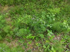 Geranium pseudosibiricum (Geranium pseudosibiricum)