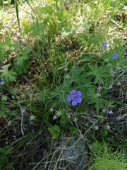 Geranium pseudosibiricum (Geranium pseudosibiricum)