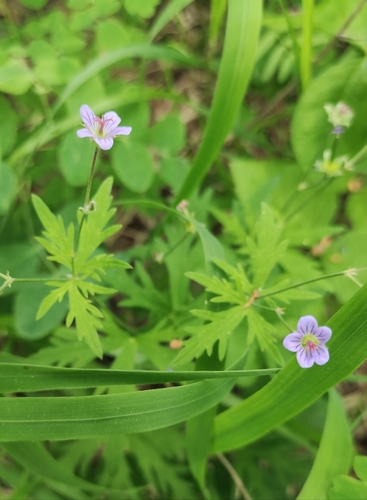 Geranium pseudosibiricum (Geranium pseudosibiricum)