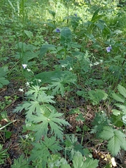 Geranium pseudosibiricum (Geranium pseudosibiricum)
