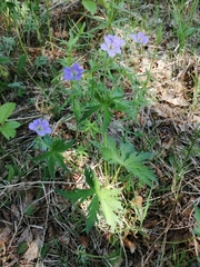 Geranium pseudosibiricum (Geranium pseudosibiricum)