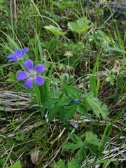 Geranium pseudosibiricum (Geranium pseudosibiricum)