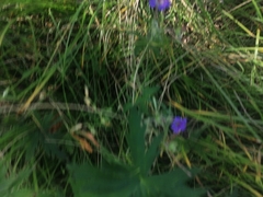 Geranium pseudosibiricum (Geranium pseudosibiricum)