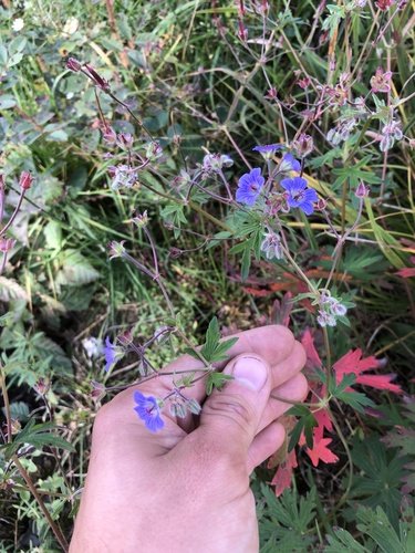 Geranium pseudosibiricum (Geranium pseudosibiricum)