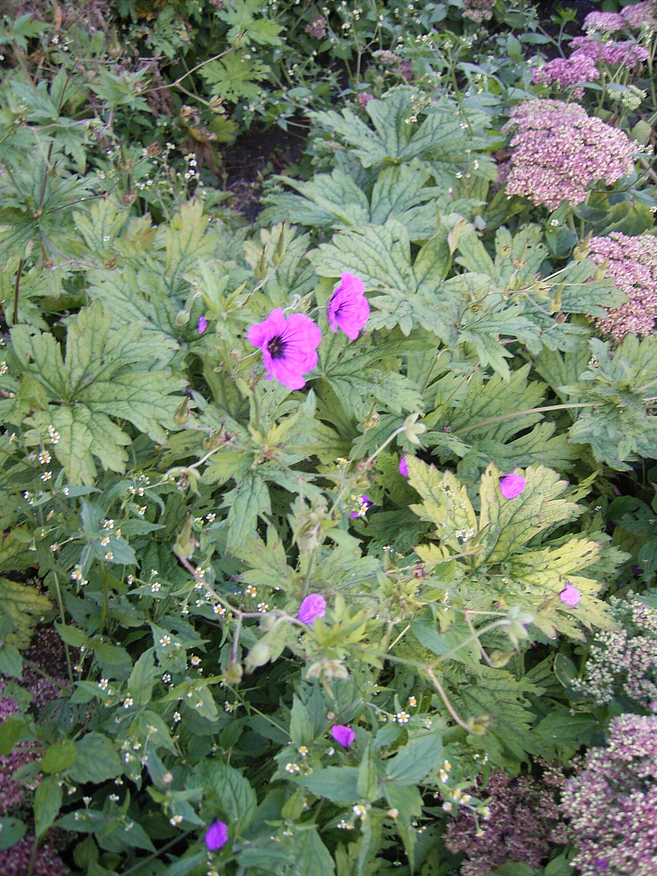 Armenian crane's-bill: Deze foto toont de Geranium psilostemon . Ik nam de foto op 16-8-2005 in het Zuiderpark in Den Haag. This pic shows Geranium psilostemon . I took this pic in De