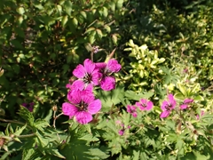 Armenian crane's-bill (Geranium psilostemon)