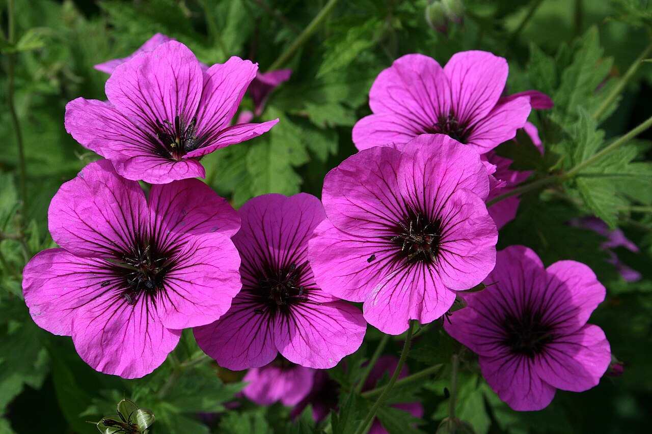 Armenian crane's-bill: Armenian cranesbill