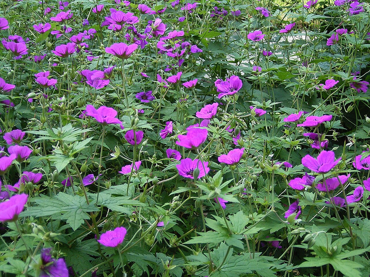 Armenian crane's-bill: Geranium psilostemon