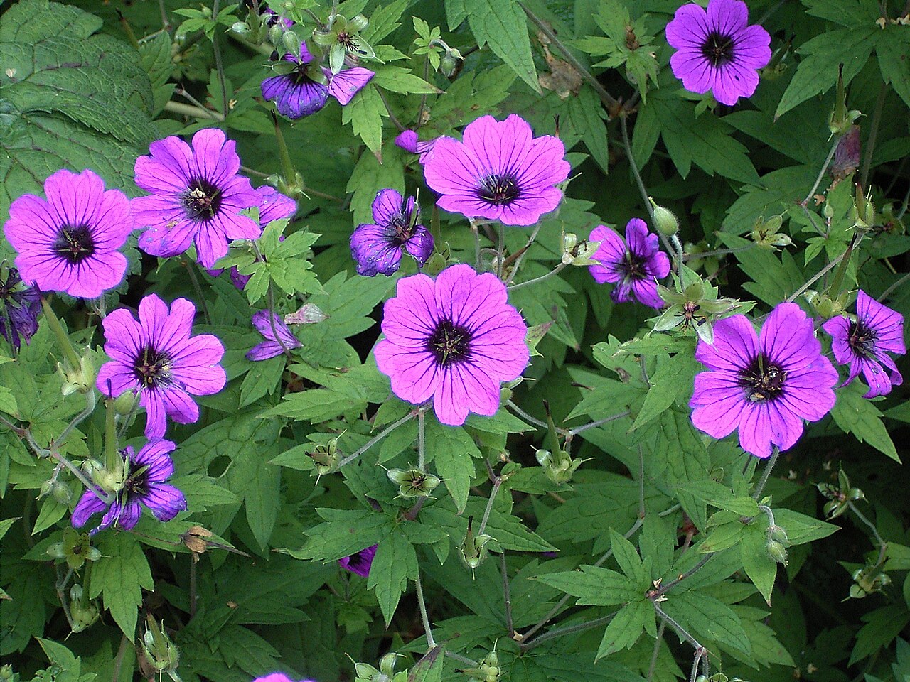 Armenian crane's-bill: Geranium psilostemon