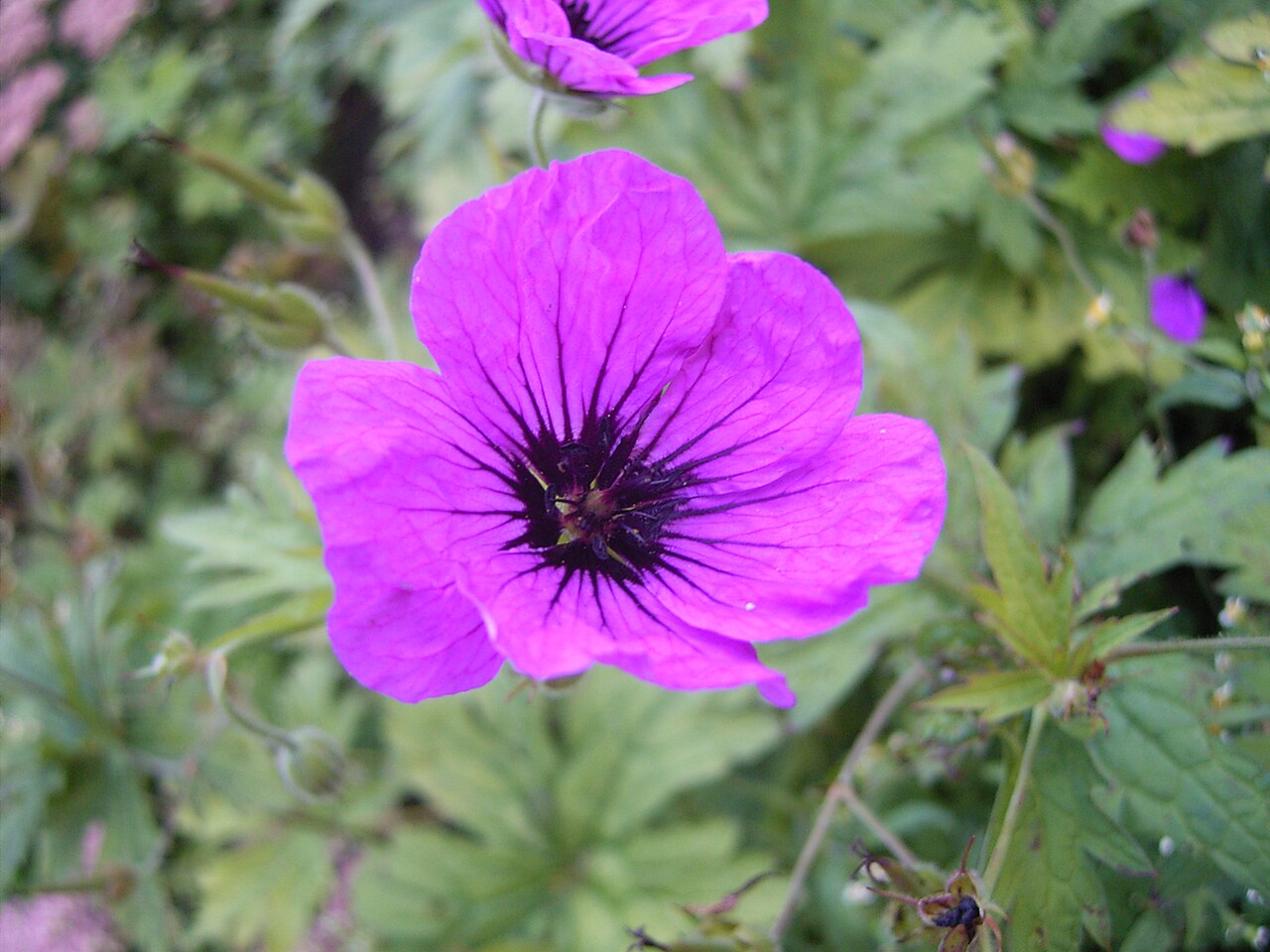 Armenian crane's-bill: Deze foto toont de bloem van Geranium psilostemon . Ik nam de foto op 16-8-2005 in het Zuiderpark in Den Haag. This pic shows the flower of Geranium psilostemon