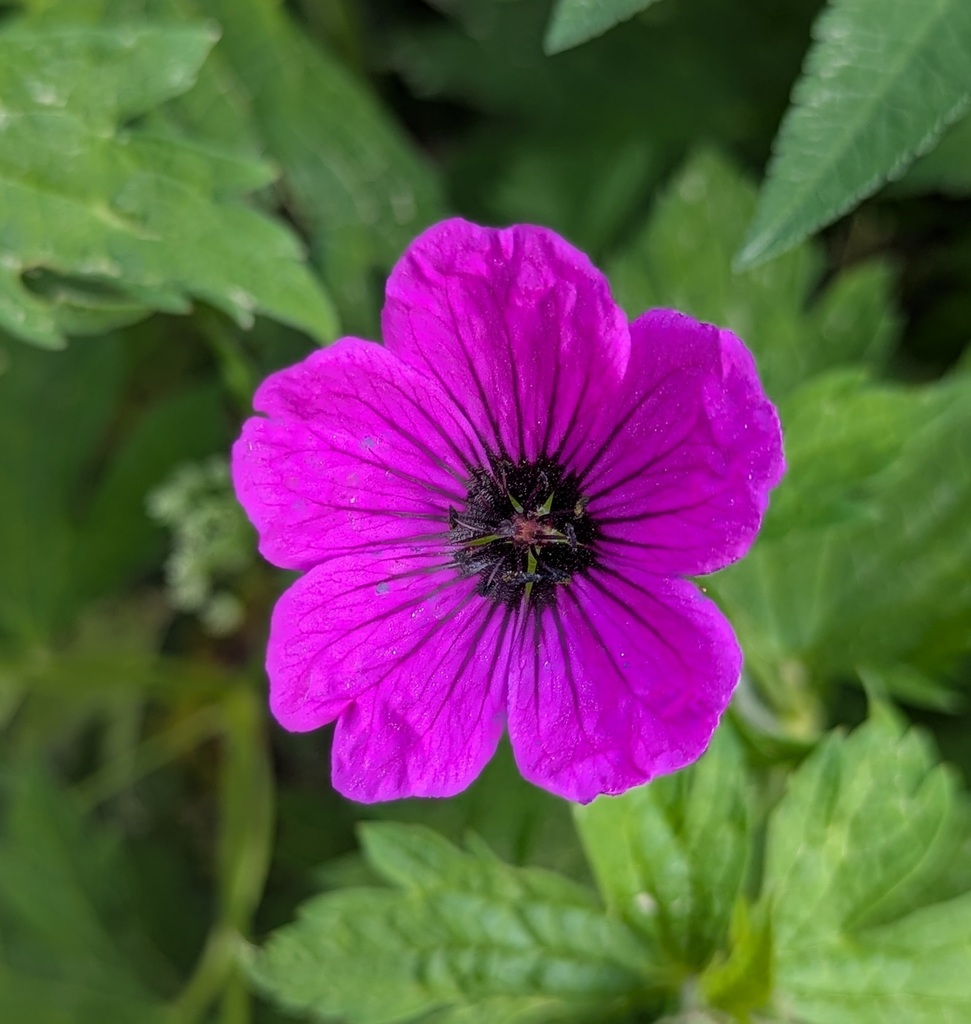 Armenian crane's-bill (Geranium psilostemon)