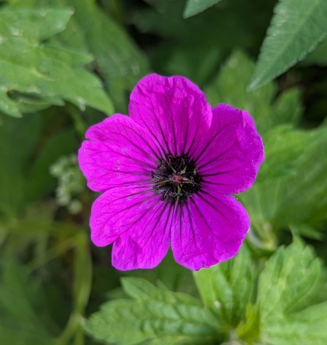Armenian crane's-bill (Geranium psilostemon)