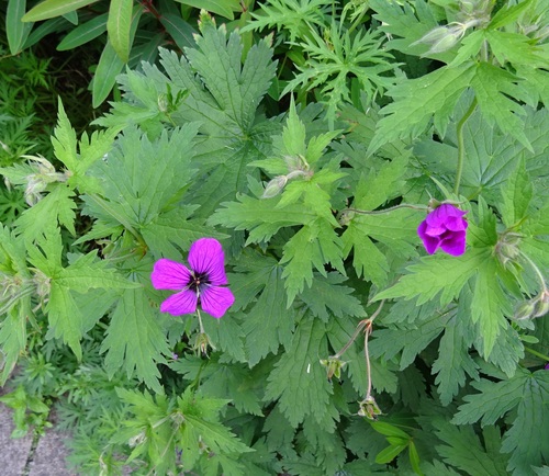 Armenian crane's-bill (Geranium psilostemon)