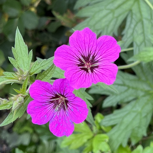 Armenian crane's-bill (Geranium psilostemon)