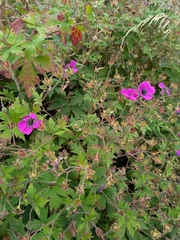 Armenian crane's-bill (Geranium psilostemon)
