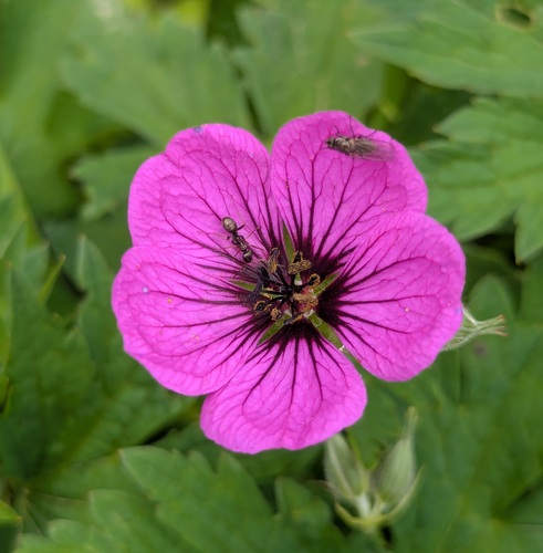 Armenian crane's-bill (Geranium psilostemon)