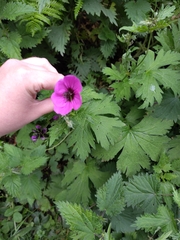 Armenian crane's-bill (Geranium psilostemon)