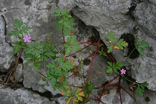 Geranium purpureum: Geranium purpureum , Storchschnabelgewächse (Geraniaceae) - Italien/Italia/Italy: Friuli-Venezia Giulia, Prov. Trieste, Rilkeweg/Sentiero Rilke von Sistiana nac