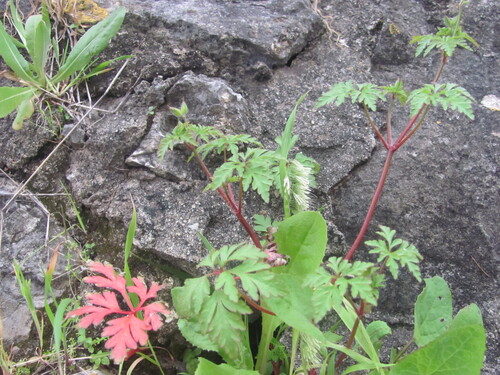 Geranium purpureum (Geranium purpureum)