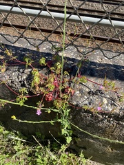 Geranium purpureum (Geranium purpureum)