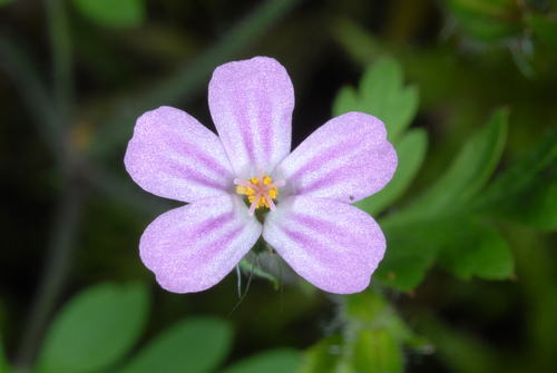 Geranium purpureum (Geranium purpureum)
