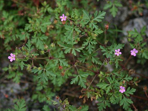 Geranium purpureum: Geranium purpureum , Storchschnabelgewächse (Geraniaceae) - Italien/Italia/Italy: Friuli-Venezia Giulia, Prov. Trieste, Rilkeweg/Sentiero Rilke von Sistiana nac