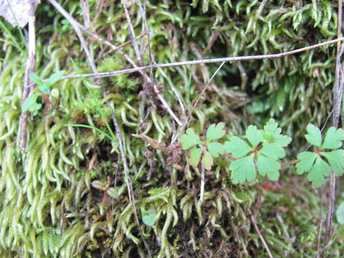 Geranium purpureum (Geranium purpureum)