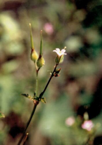 Geranium purpureum (Geranium purpureum)