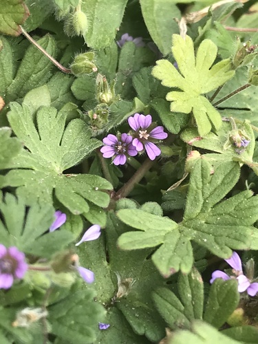 Small-flowered crane's-bill (Geranium pusillum)