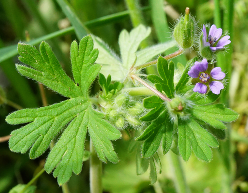 Small-flowered crane's-bill (Geranium pusillum)