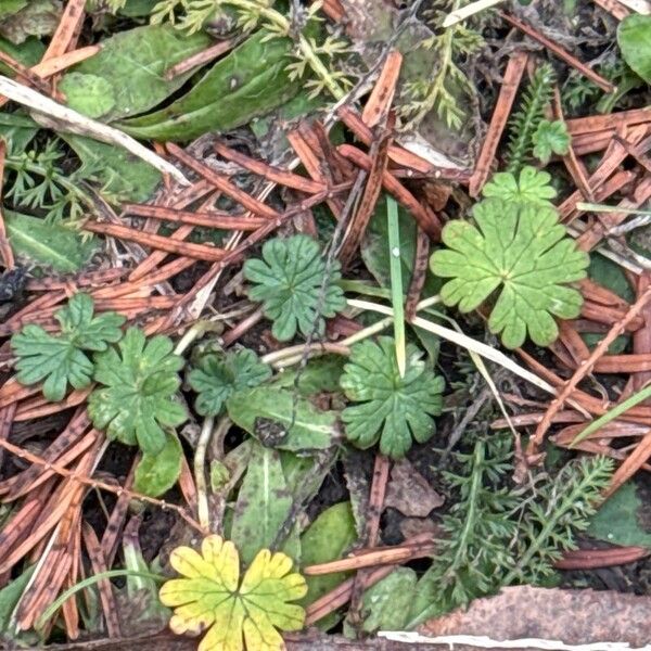 Small-flowered crane's-bill (Geranium pusillum)