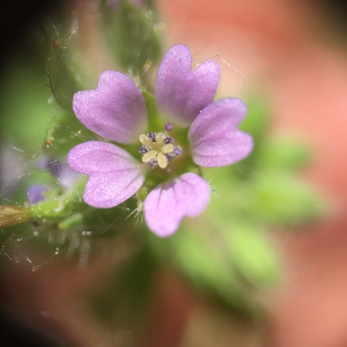 Small-flowered crane's-bill (Geranium pusillum)