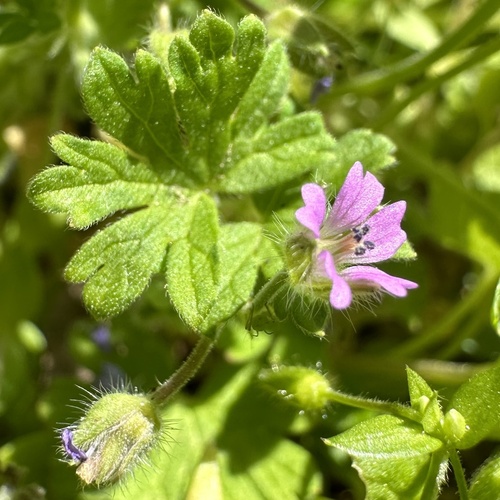 Small-flowered crane's-bill (Geranium pusillum)