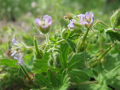 Small-flowered crane's-bill: Kleiner Storchschnabel ( Geranium pusillum ) in Hockenheim