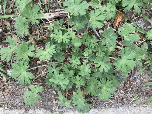 Small-flowered crane's-bill (Geranium pusillum)