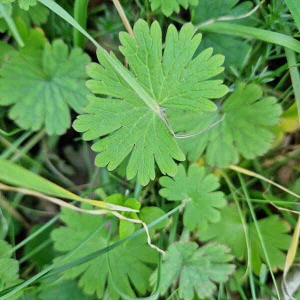 Small-flowered crane's-bill (Geranium pusillum)