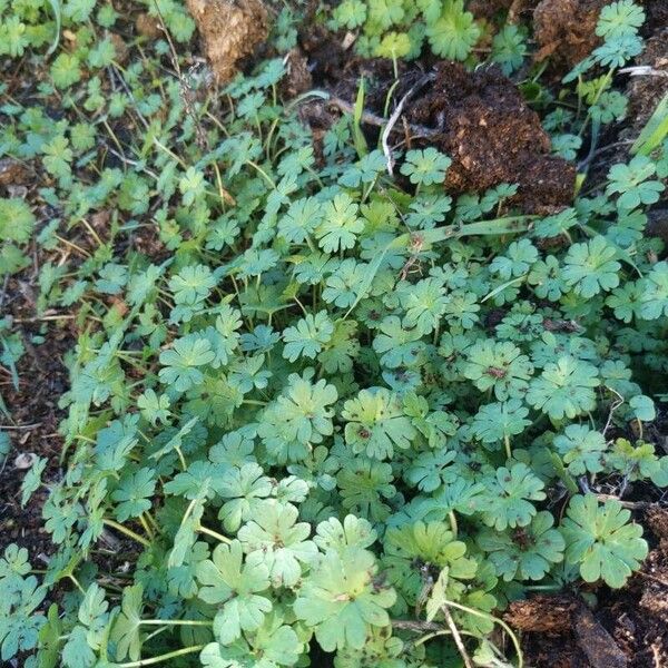 Small-flowered crane's-bill (Geranium pusillum)