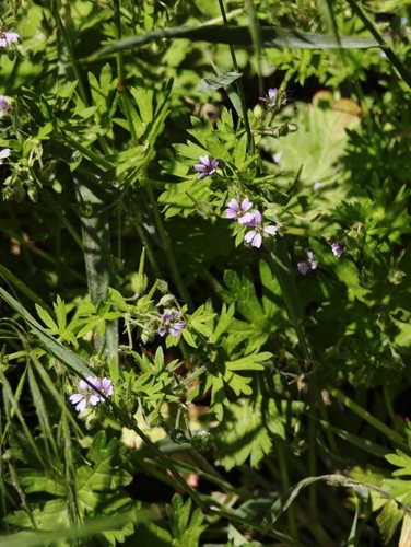 Small-flowered crane's-bill (Geranium pusillum)