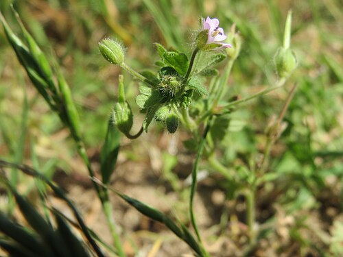 Small-flowered crane's-bill: Kleiner Storchschnabel ( Geranium pusillum ) bei Reilingen