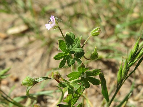 Small-flowered crane's-bill: Kleiner Storchschnabel ( Geranium pusillum ) bei Reilingen