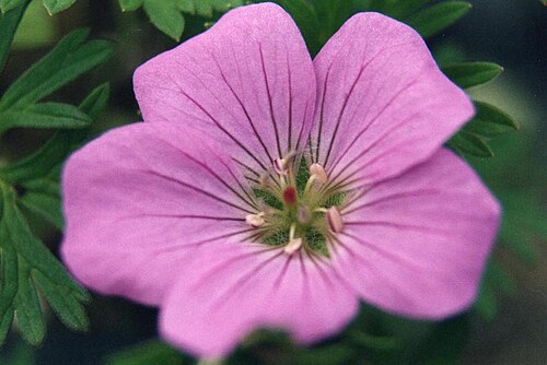 Geranium pylzowianum: Geranium pylzowianum