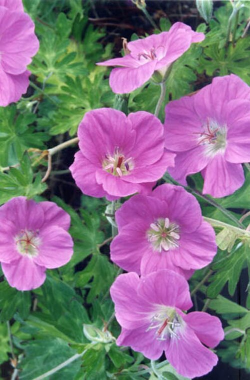 Geranium pylzowianum: Geranium orientali-tibeticum