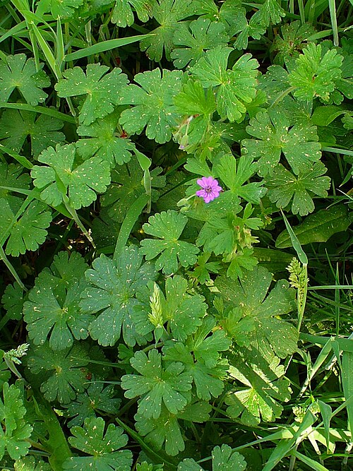 Hedgerow geranium: Geranium pyrenaicum , Geraniaceae, Hedgerow Cranesbill, Mountain Cranesbill, Pyrenean Cranesbill, habitus; Karlsruhe, Germany.