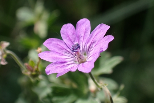 Hedgerow geranium