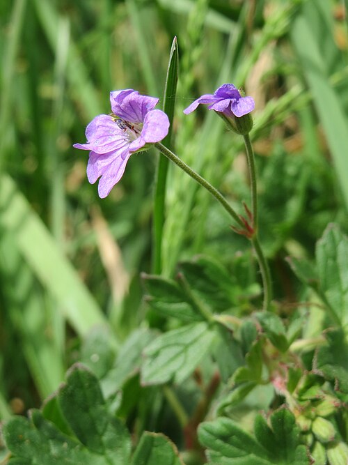 Hedgerow geranium: Pyrenäen-Storchschnabel ( Geranium pyrenaicum ) im Simbachtal