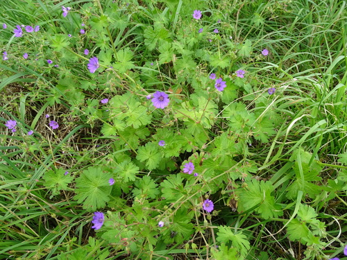 Hedgerow geranium (Geranium pyrenaicum)