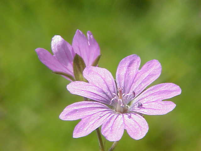 Hedgerow geranium: Species : Geranium pyrenaicum Family : Geraniaceae Image No. 2