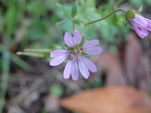 Hedgerow geranium (Geranium pyrenaicum)