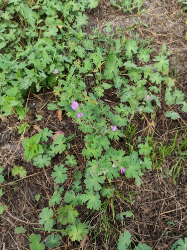 Hedgerow geranium (Geranium pyrenaicum)