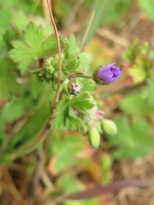 Hedgerow geranium: Pyrenäen-Storchschnabel ( Geranium pyrenaicum ) am Kraichbachdamm im Landschaftsschutzgebiet „Hockenheimer Rheinbogen“